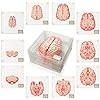 Anatomical brain specimen coaster